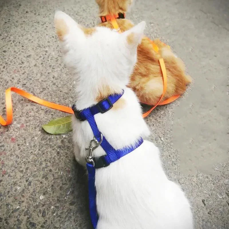 Cat Harness