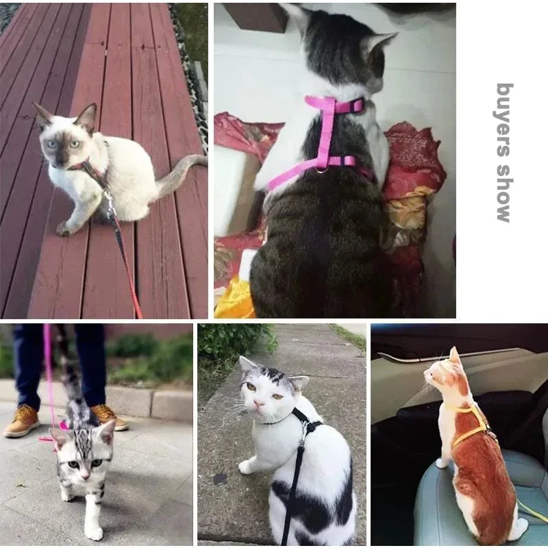 Cat Harness