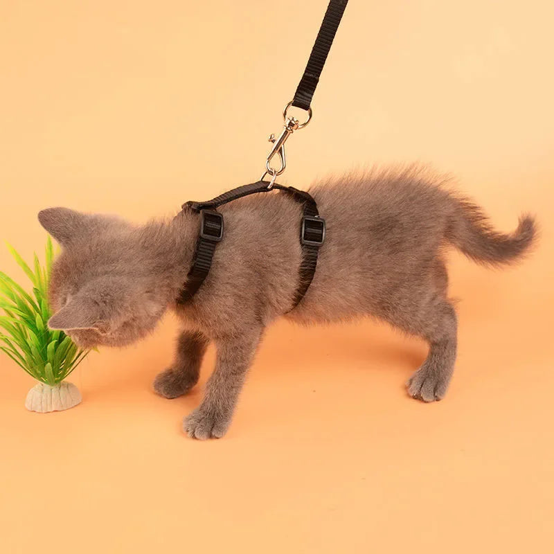 Cat Harness
