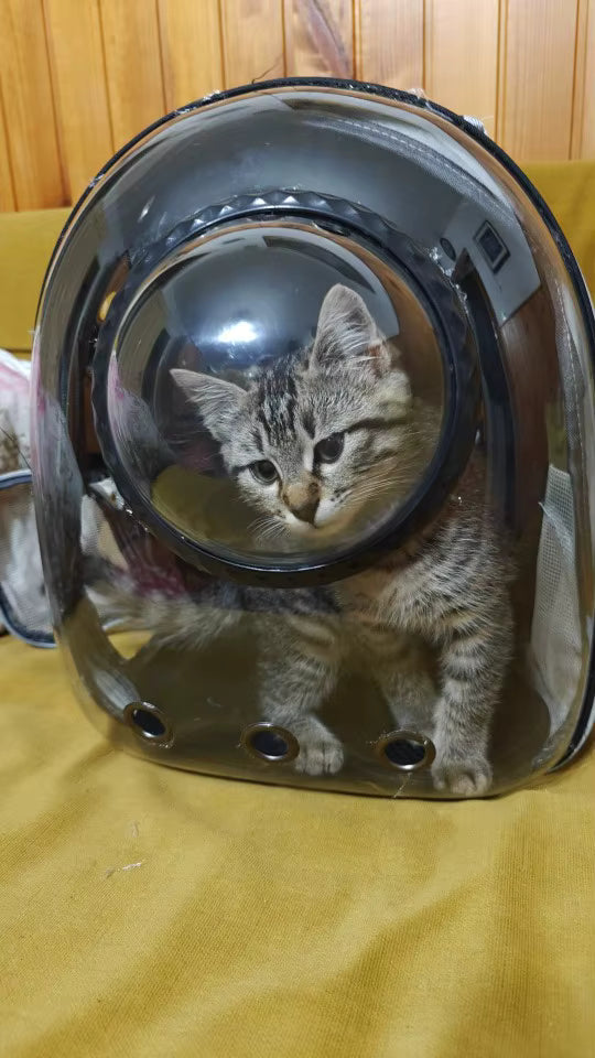 HouseOfCats