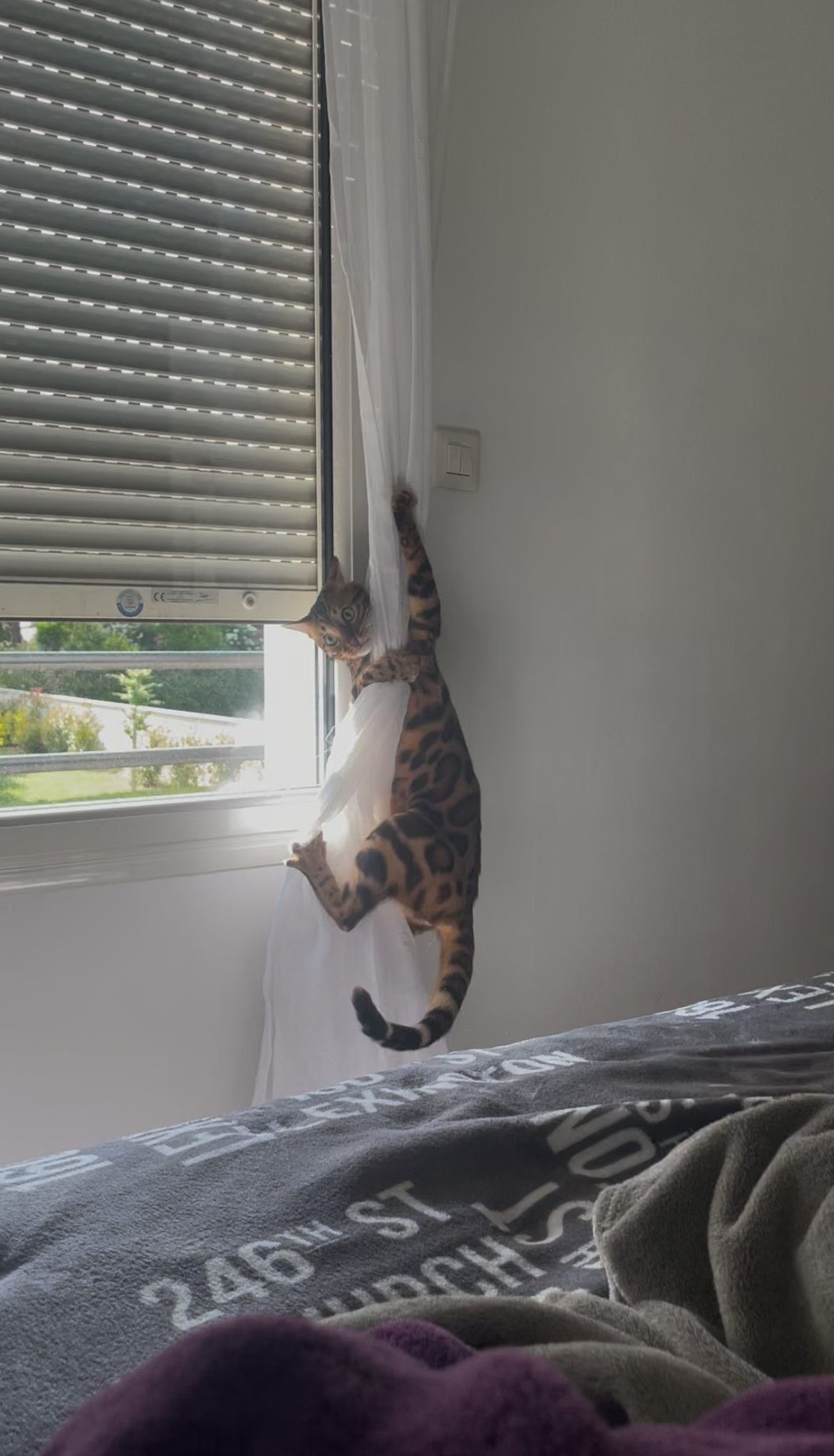 HouseOfCats