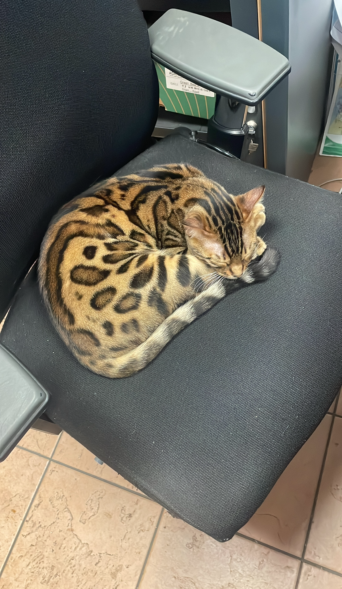 HouseOfCats