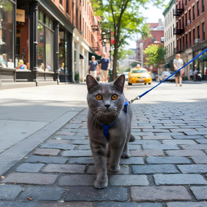 Cat Harness