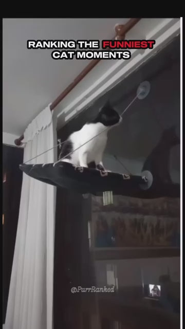 HouseOfCats